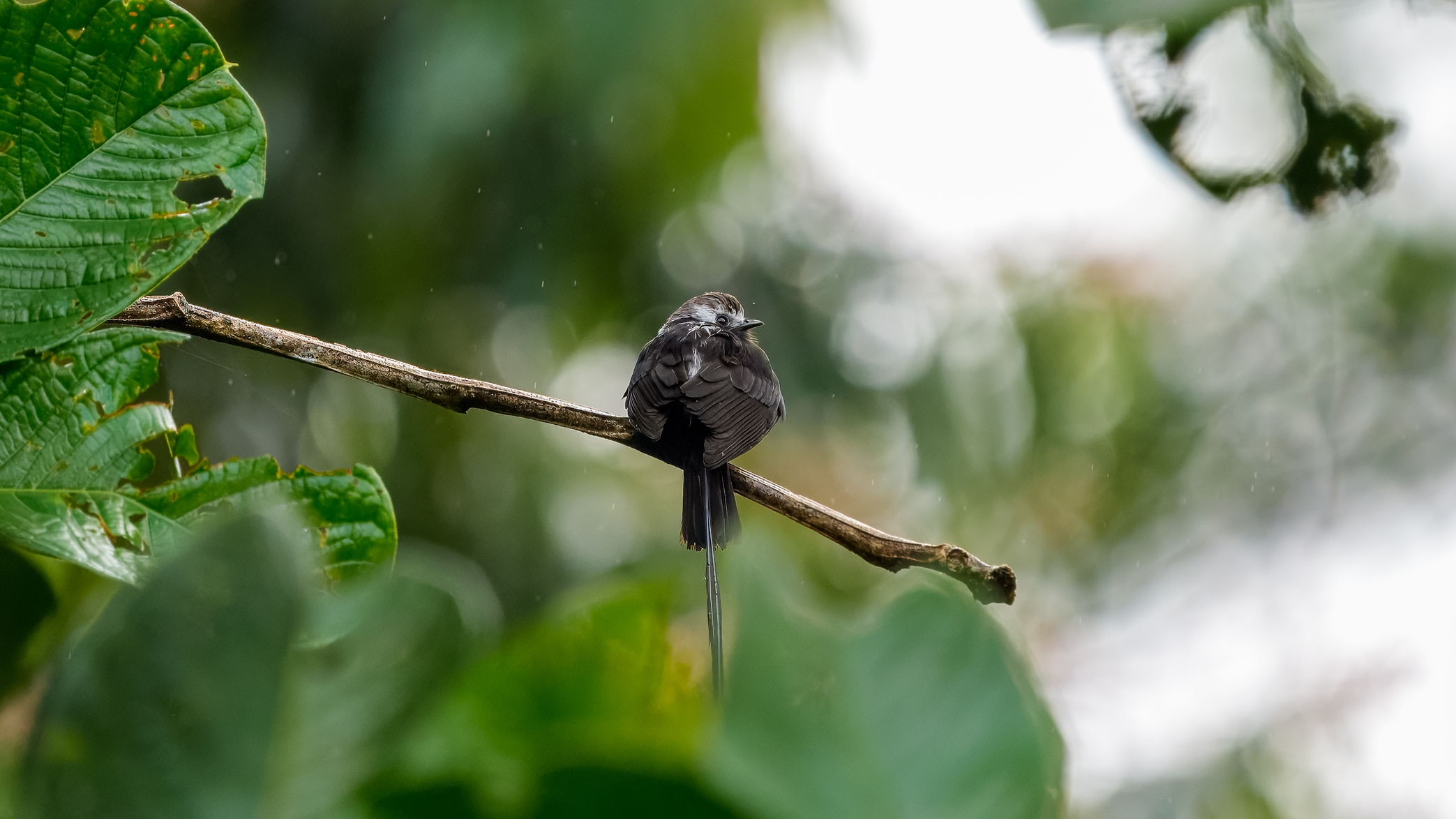 Aus dem Englischen übersetzt-Der langschwänzige Tyrann ist eine Vogelart aus der Familie der Tyrannidae, dem einzigen Mitglied der Gattung Colonia. Es kommt in Argentinien, Bolivien, Brasilien, Kolumbien, Costa Rica, Ecuador, Französisch-Guayana, Guyana, Honduras, Nicaragua, Panama, Paraguay, Peru, Suriname und Venezuela vor.